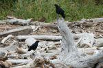 PICTURES/Port Ordford - Battle Rock Wayside Park/t_Crows7.JPG